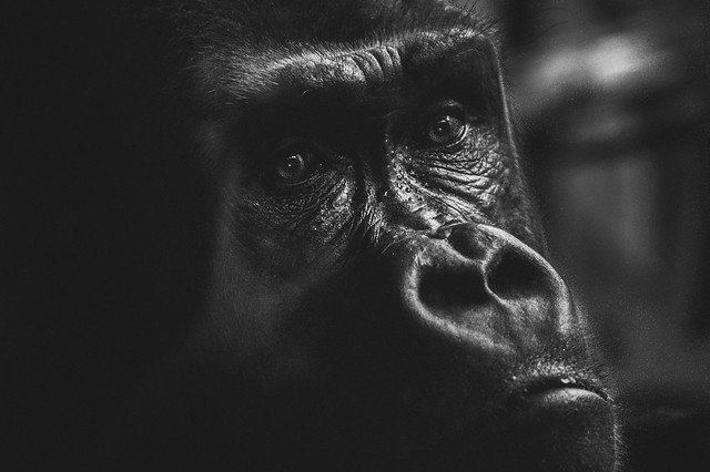 Gorille perdu dans ses pensées
