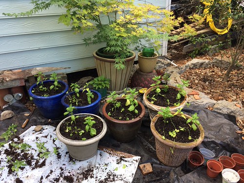 Today's 'day off' project- pot up basil & parsley- cleanup courtyard garden : plant peppers with the herbs.--- this is how much I got from those two little pots of herbs- approx 30 basil seedlings & 30 parsley! All for 6 bux!!! Thrifty gardener/share! | by solanic