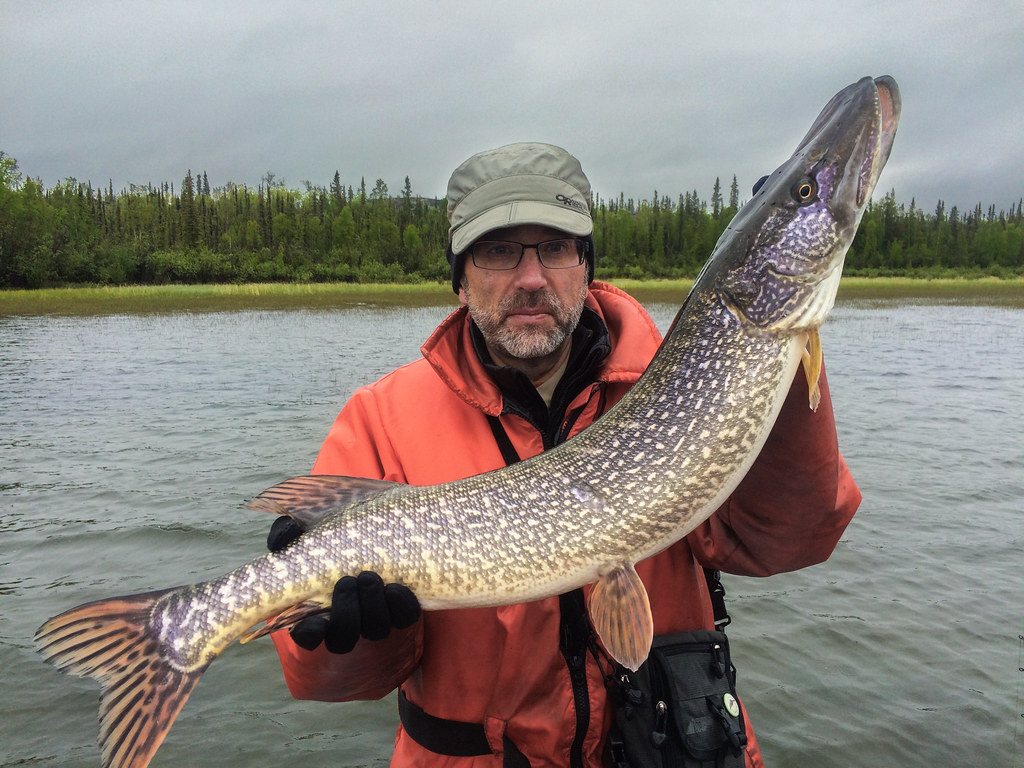 Great Slave Lake Northern Pike | Esox lucius | Brochet