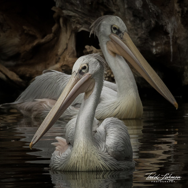 Pink-backed Pelican's