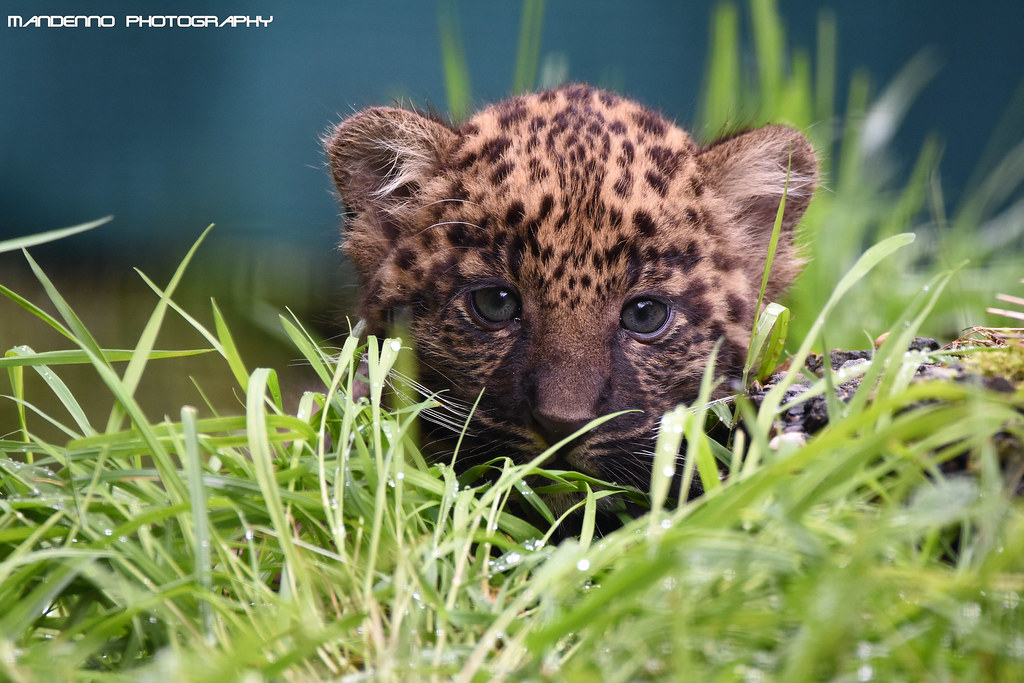 African leopard cub - Olmense zoo