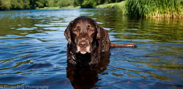 Cooling off in the river dee, near Carrog, North Wales