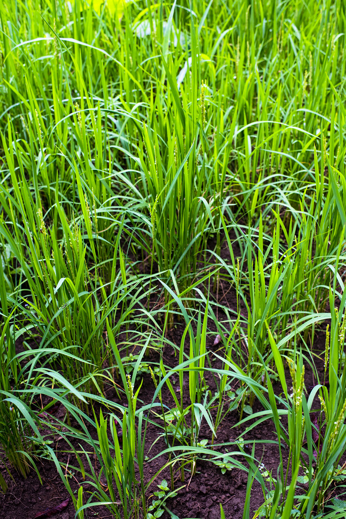 Upland rice production, a Japanese project, in the village of Minwoho, Lekié, Center Region, Cameroon.