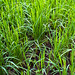 Upland rice production