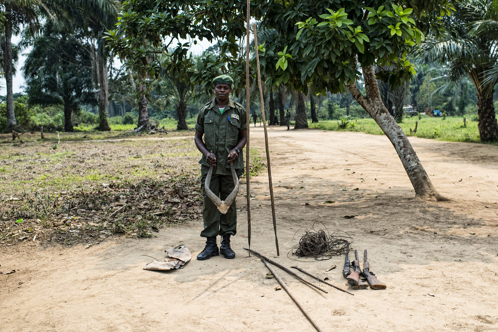 Hunting instruments seized by forest guards in the village of Pona in the Tumba–Lediima Reserve. Democratic Republic of Congo.