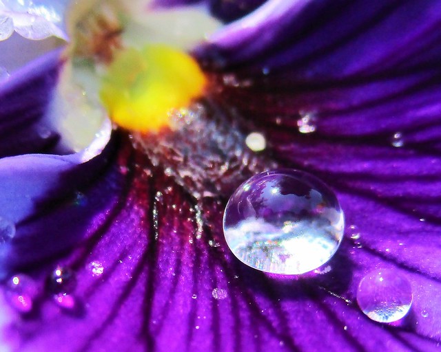 Raindrops on a blue pansy