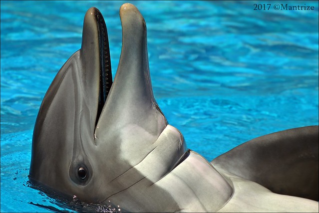 Mirage Dolphin Habitat