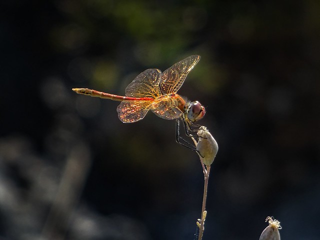 A golden dragonfly.