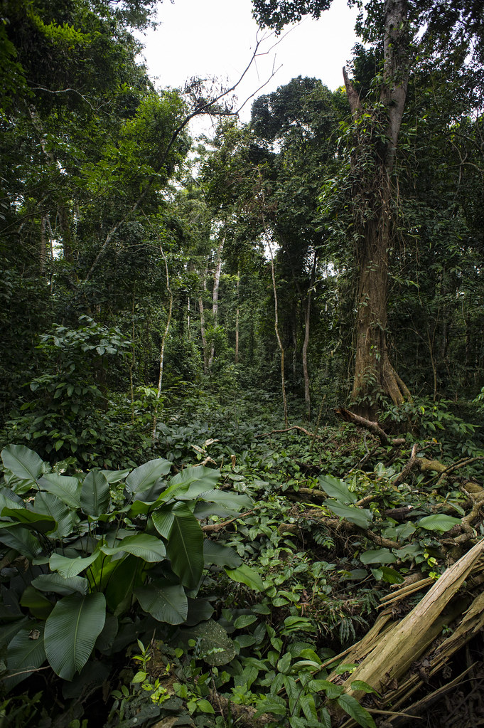 Forest near Ngon village, Ebolowa district, Cameroon.