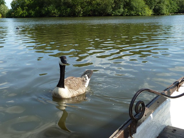 Canada goose, Hollow Ponds