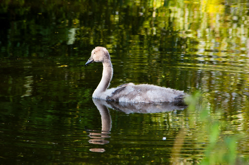 Growing cygnet, Castlecroft