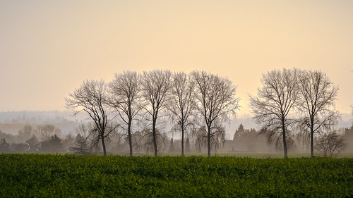 waterloo campagne romantisme brouillard arbres