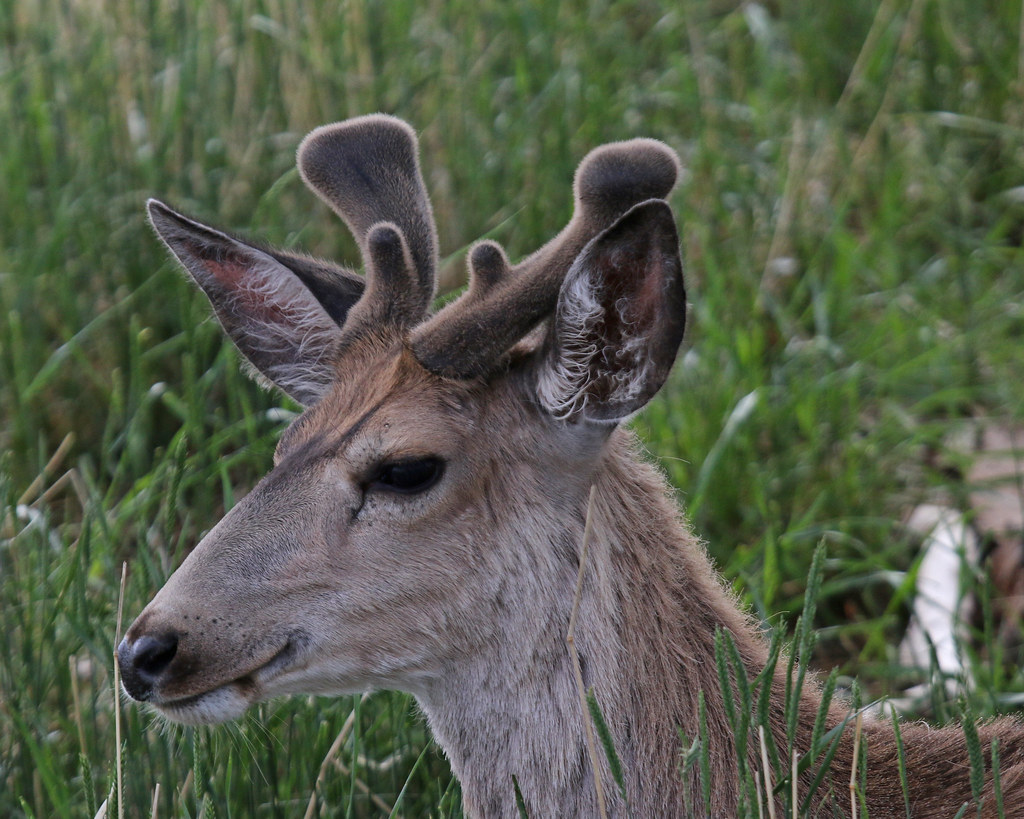 Mule Deer 5672