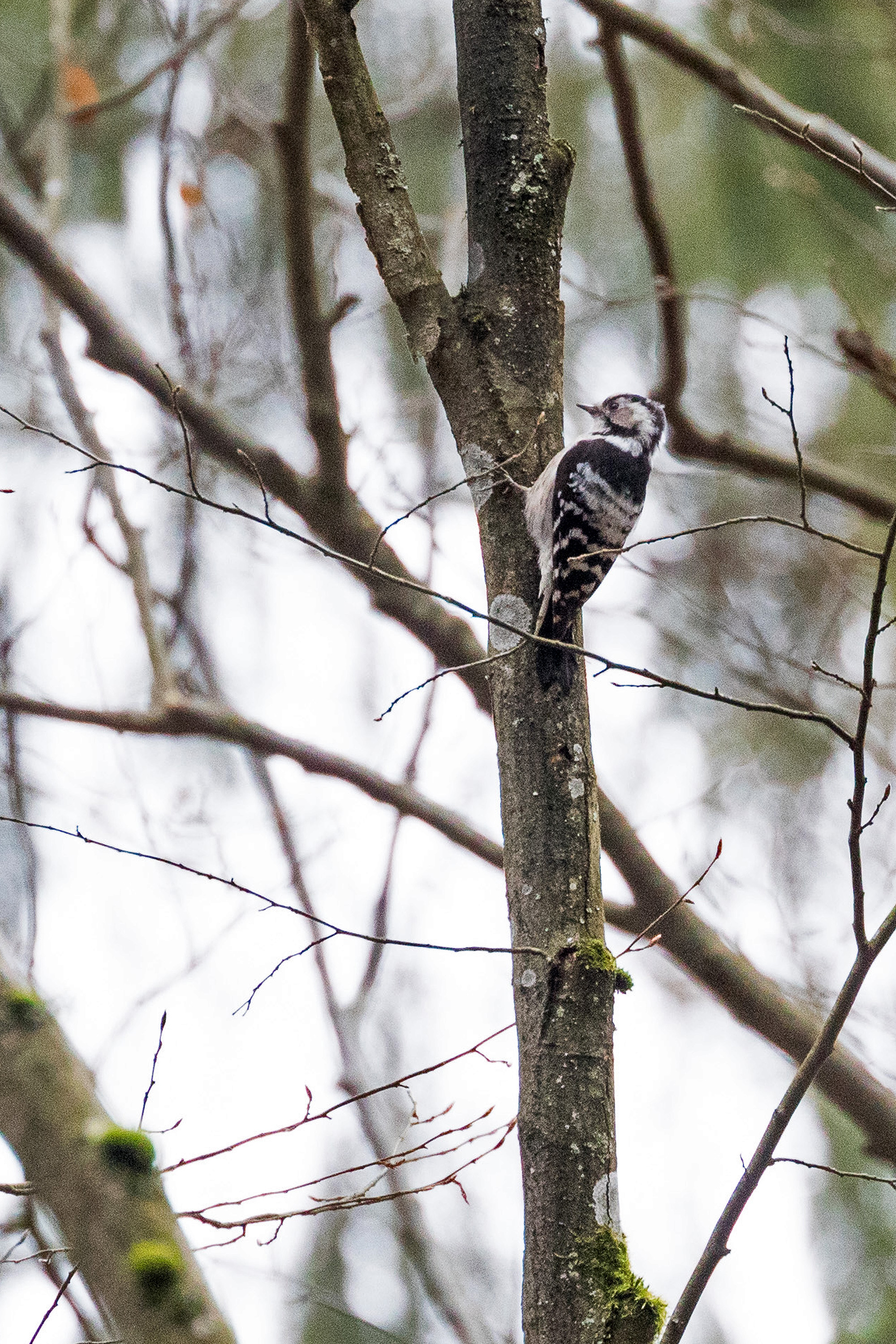 Lesser Spotted Woodpecker - Poland