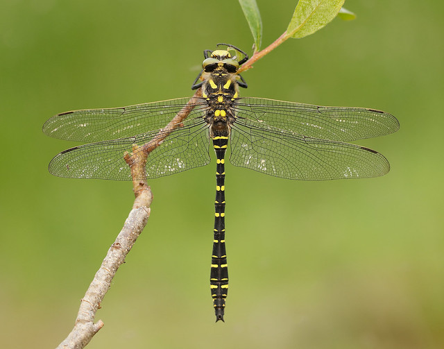 Golden-ringed-Dragonfly-_5D41114