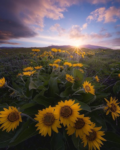regram @dangreenwoodphotography Wild flowers with my friend @blazing_heavens . . . . . #ourplanetdaily #master_shots #fantastic_earth #ig_worldclub #igglobalclub #exklusive_shot #longexpoelite #nightphotography #dream_image #globalcapture #earthpix #earth | by adolrivera60