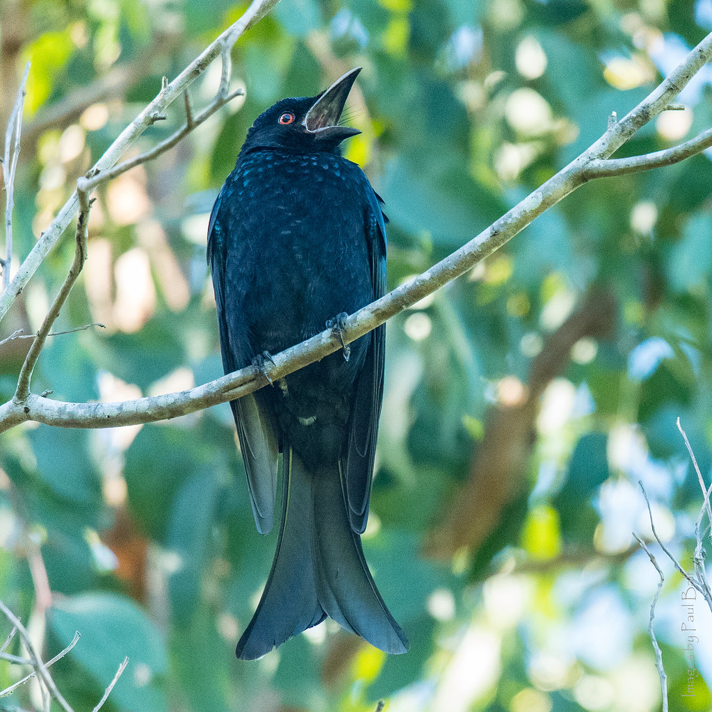 Eagleby Wetlands