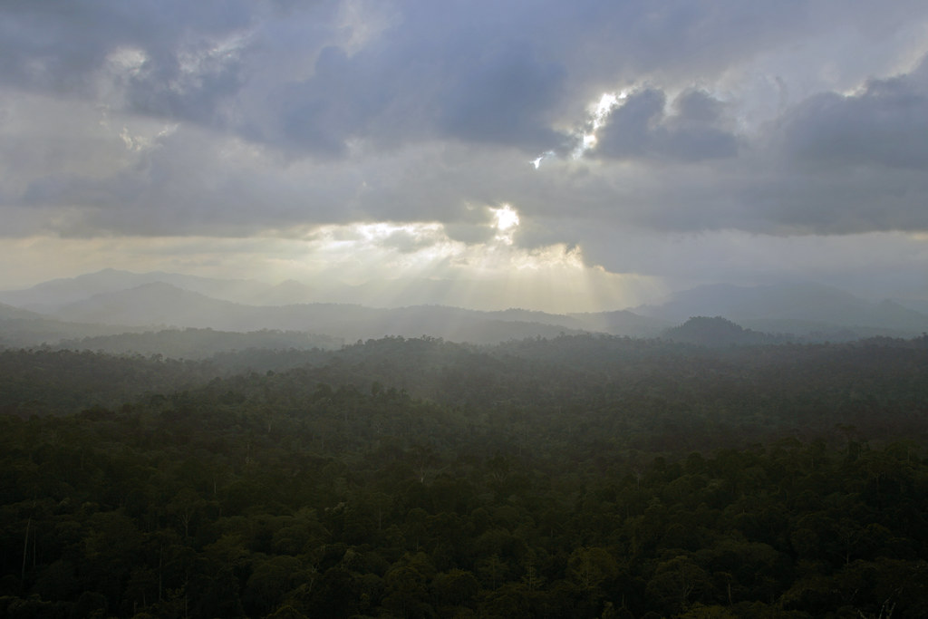 Danum Valley is a primary rainforest and home to an astonishing amount of interesting plants.