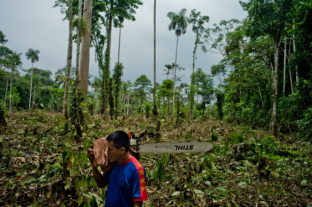 A Kichwa villager walks in the jungle carrying his chainsaw in front of an area he recently cleared for farming...