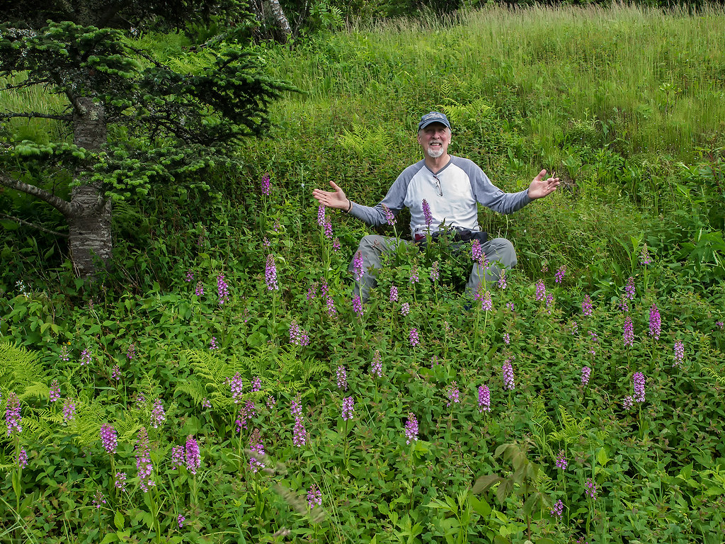 Platanthera psycodes (Small Purple Fringed orchid) -- Jim Fowler amidst dozens of orchids!