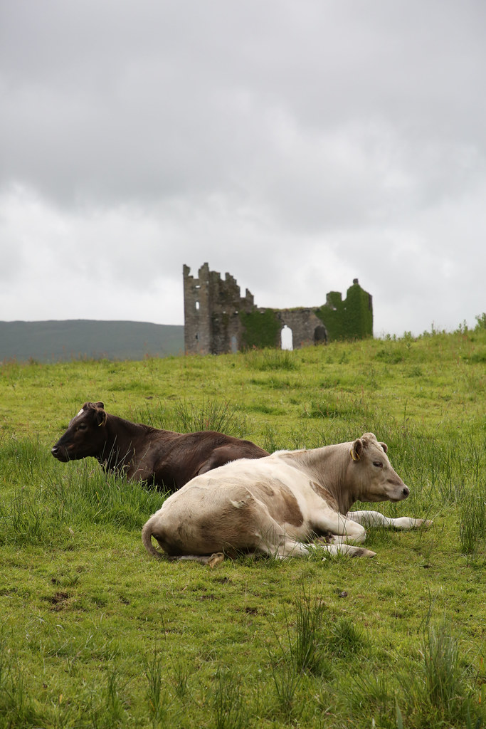 Castle and Cows