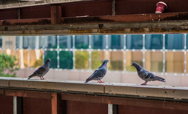Pigeon Parkade