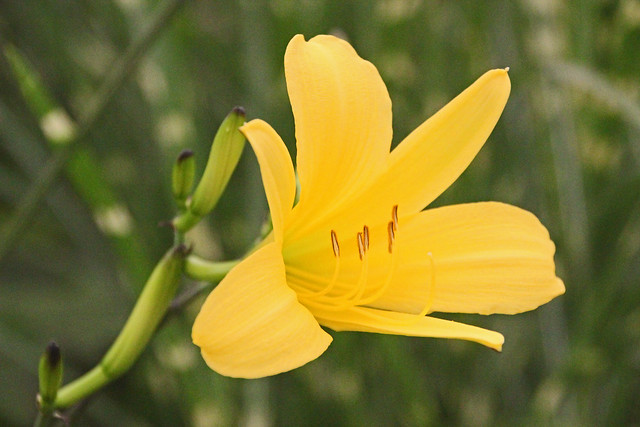 Hampton Court Flower Show - Hemerocallis, Day Lily