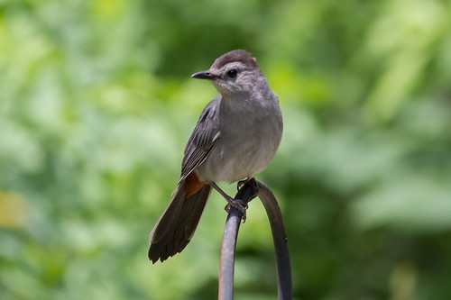 Gray Catbird | by Nick Pulcinella