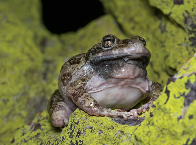 Craugastor augusti cactorum (western barking frog)