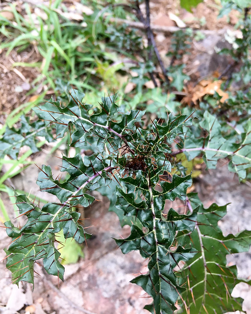 Forest Nightshade (Solanum prinophyllum)