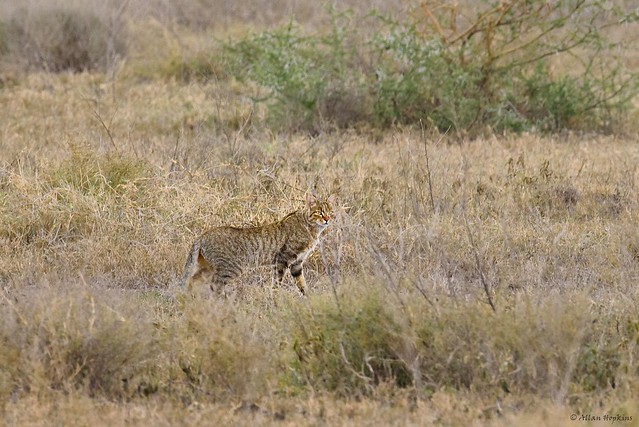 African Wildcat (Felis silvestris lybica)