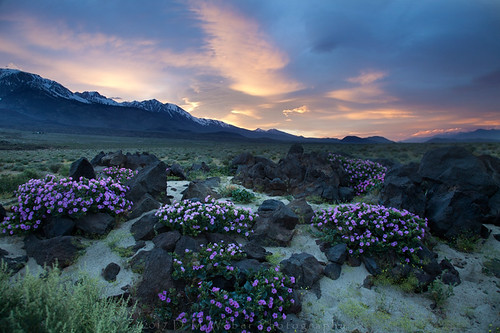 giant 4 oclock flowers lava rocks eastern sierra mountains california psa148 dmweber canon eos5dmk2 landscape sunset dusk