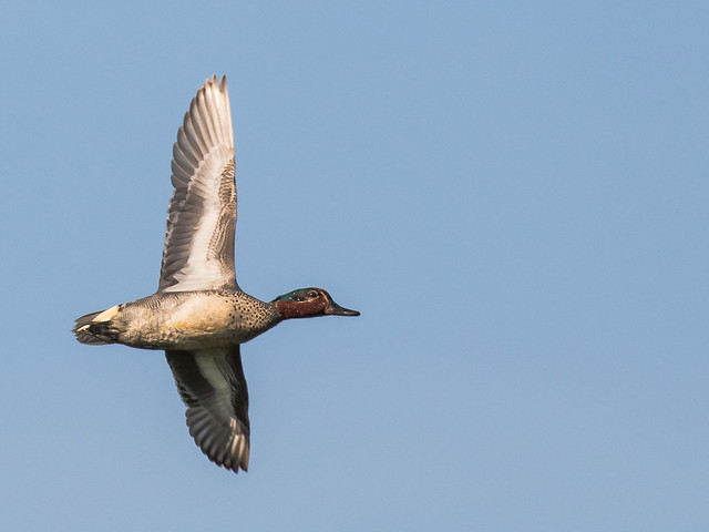 Four kinds of flying ducks No. 3 - Vier Arten fliegende Enten Nr. 3 -  (Joe)