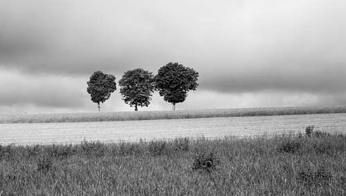 leica m 240 summilux 50 europe luxembourg urspelt clervaux travel summer agriculture farm countryside sunny road trees forest monochrome bw black white