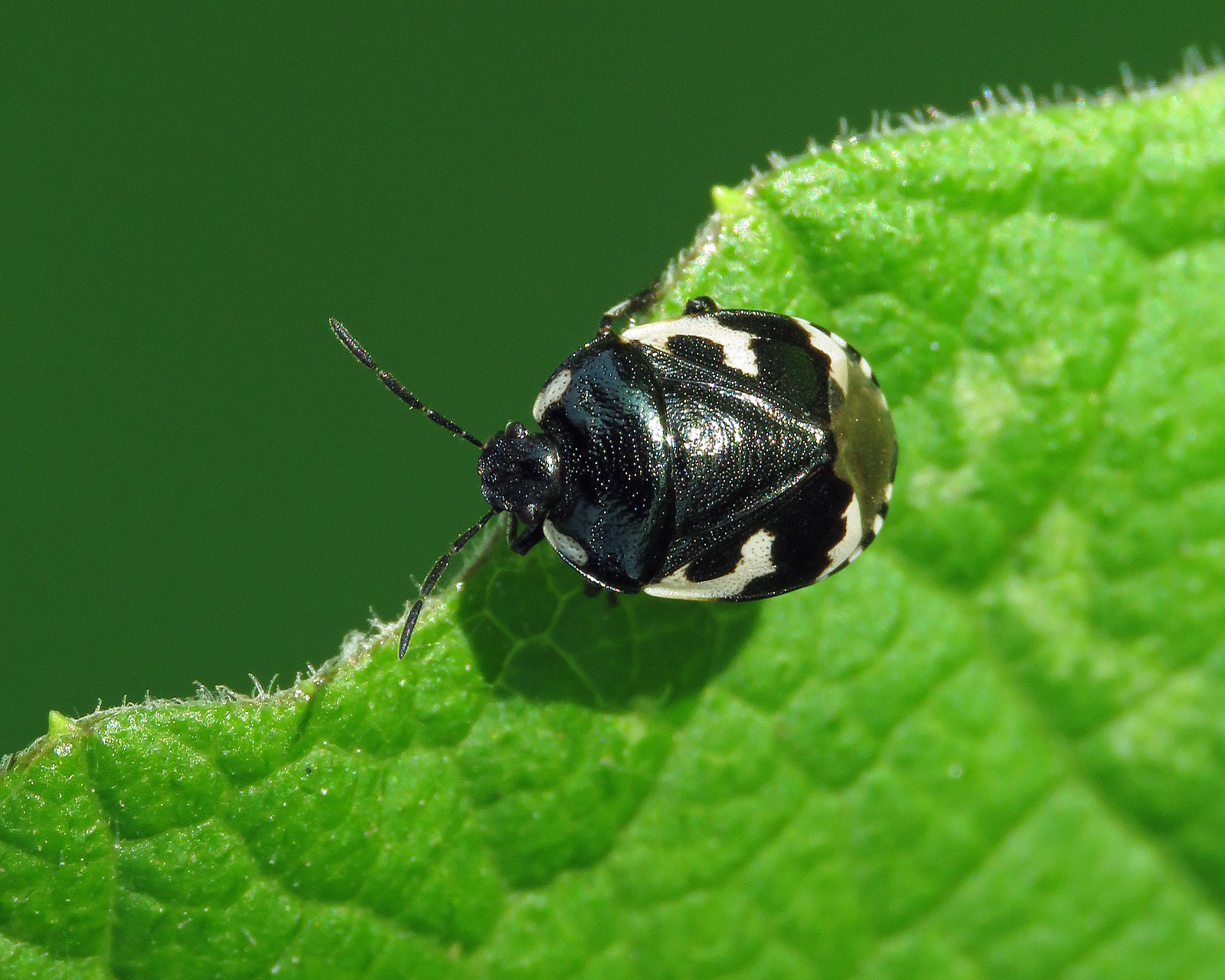 Pied Shieldbug - Tritomegas bicolor