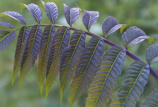 Ombre Leaves Purple to Green