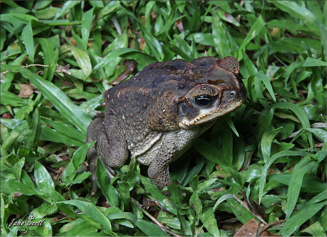 Central American Giant Toad (Rhinella horribilis)