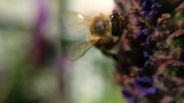 240fps Honeybee