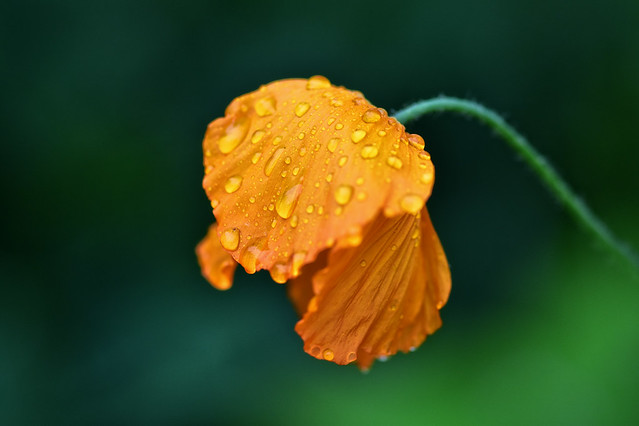 Flowers in the Rain of a Bank Holiday Monday