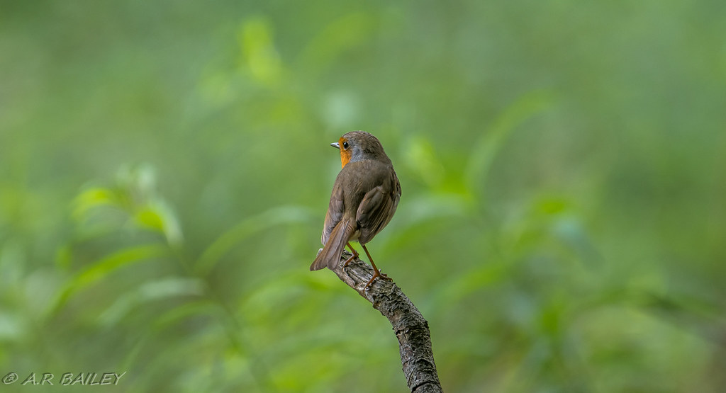 Robin Exploring The Robins patch. | A Robin surveying its territory. | ALAN BAILEY | Flickr