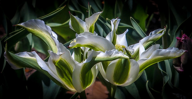 Viridiflora Tulip