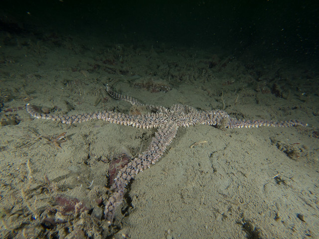 Long ray star (Stylasterias forreri) is long