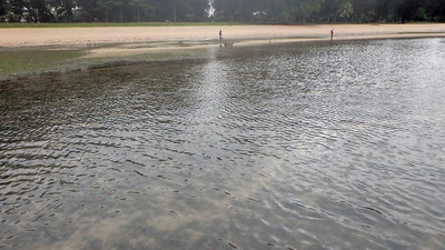 Dugong feeding trail in seagrass meadows, Changi May 2017