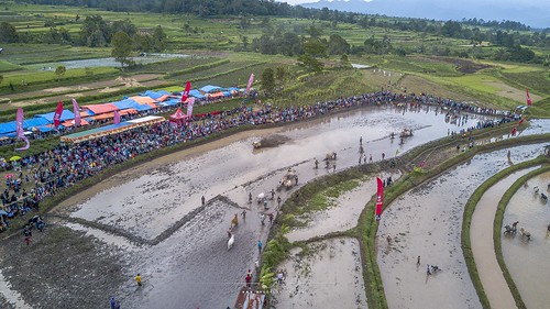 aerialphotos cattleraces dji drone mavic muddy oxraces pacujawi