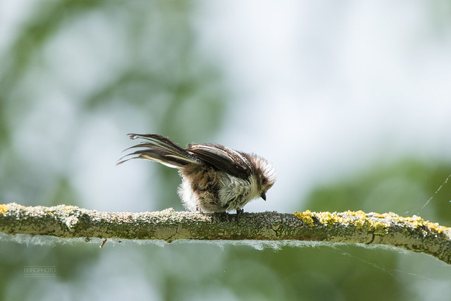 Young Long Tailed Tit