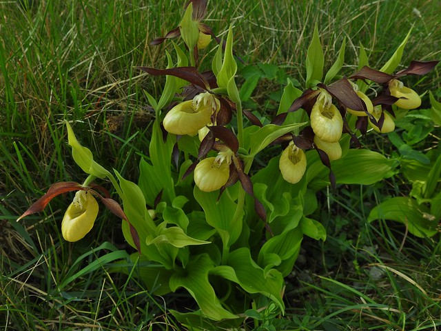 Lady's Slipper Orchid at Gait Barrows Nature Reserve near Silverdale, Lancashire, England - May 2015