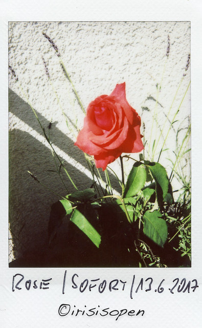 Rose # 007 # Leica SOFORT Leica Instant Color - 6-2017