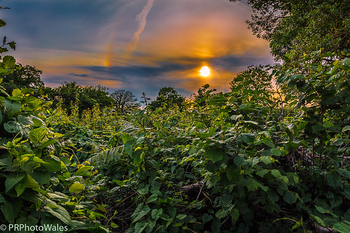 canon eos paul pembrokeshire rutherford uk wales bindweed blackthorn bushes hazel holly lightroom nohdr outdoors photograph prphotowales shrubbery sundown sunset trees