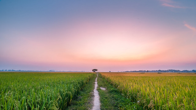 Rice Field - Viet Nam