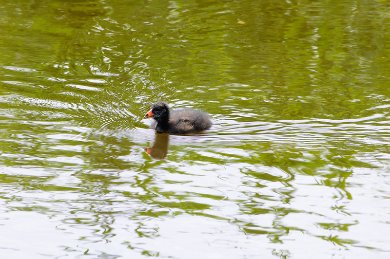 Adventurous moorhen chick on canal